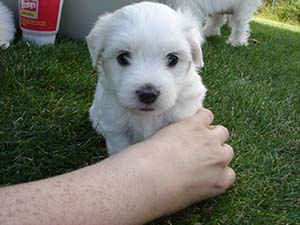 Puppy Portraits